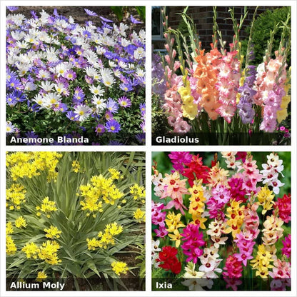 Bee & Butterfly Flower Garden Collection (with Planting Tool)