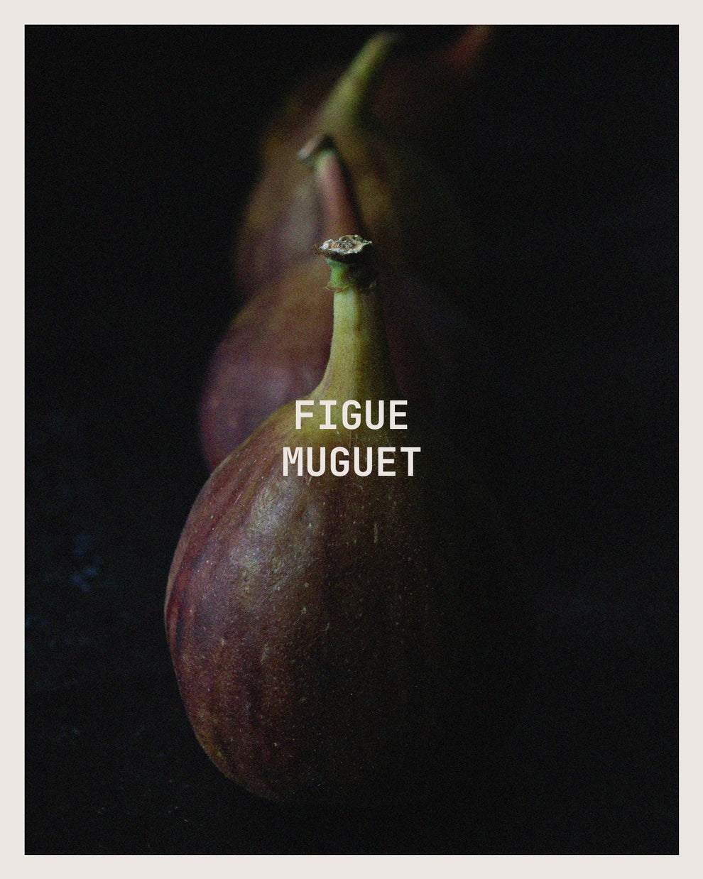 Figue Muguet Candle