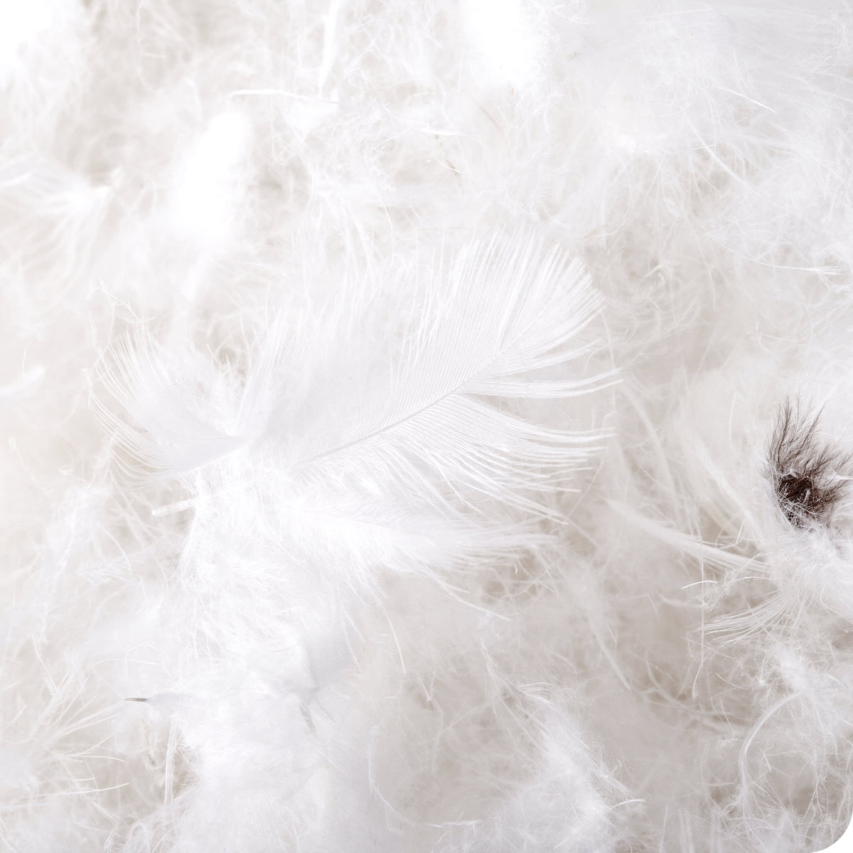 Bare Home Down Comforter