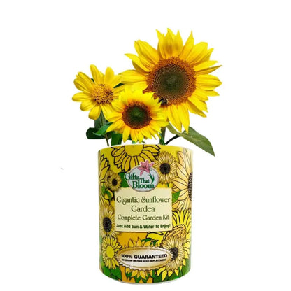 Gifts That Bloom Sunflower Garden Grocan
